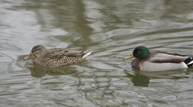 Genç çifti havuzumda yüzüyorsun