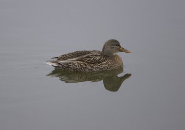 Yaban ördeği kadın yüzüyor