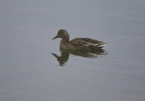 Mallard fêmea está nadando — Fotografia de Stock