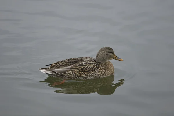 Mallard vrouwelijke is zwemmen — Stockfoto