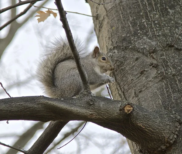 The squirrel — Stock Photo, Image