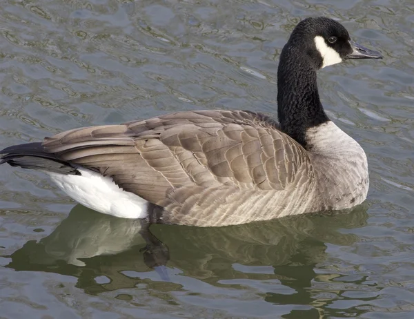 Cackling goose — Stock Photo, Image