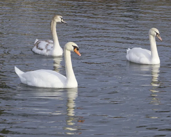 Mute swans generations — Stock Photo, Image