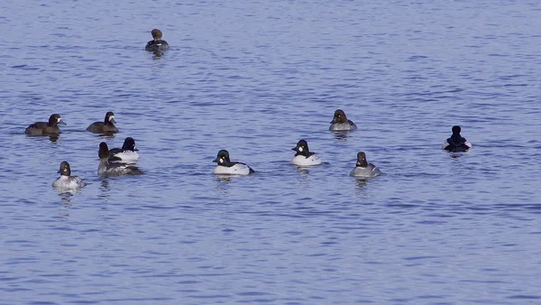 Ortak goldeneye ördekler — Stok fotoğraf