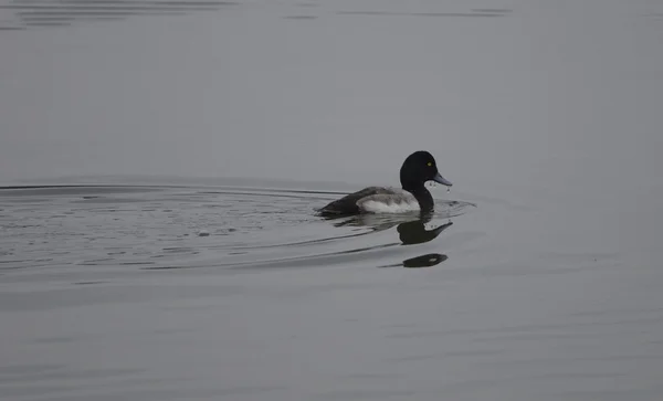 O maior scaup — Fotografia de Stock