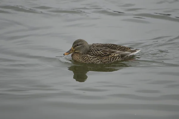 Mallard fêmea está nadando — Fotografia de Stock