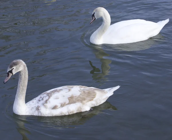 Dos cisnes mudos —  Fotos de Stock