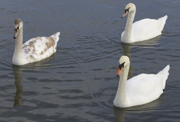 Cisnes mudos generaciones —  Fotos de Stock