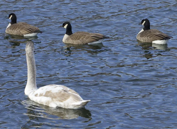 Knölsvan och tre kacklande gäss — Stockfoto