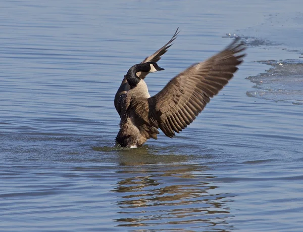 Power of a goose — Stock Photo, Image