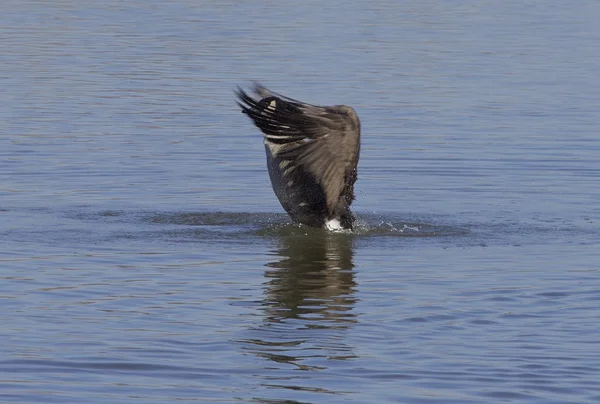 Power of a goose — Stock Photo, Image