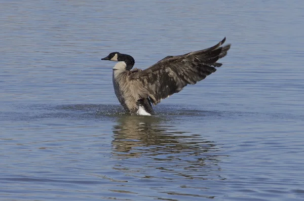 Macht einer Gans — Stockfoto