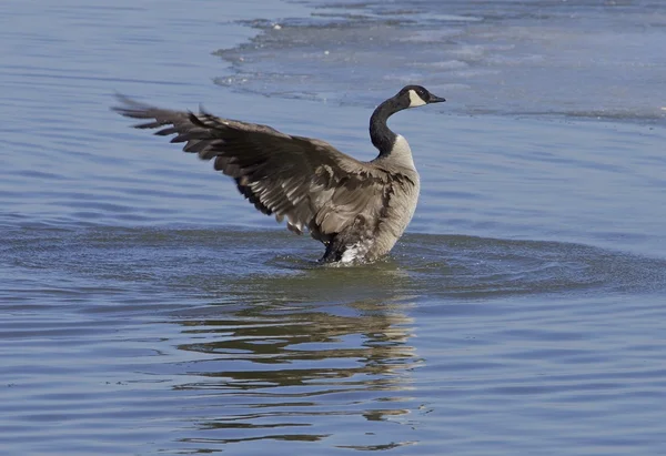 Power of a goose — Stock Photo, Image