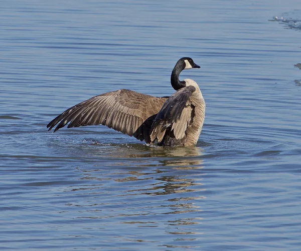 Power of a goose — Stock Photo, Image