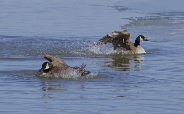 Kracht van een gans — Stockfoto