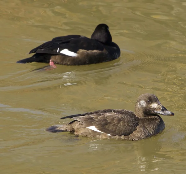 Beyaz - kanatlı scoters Çift