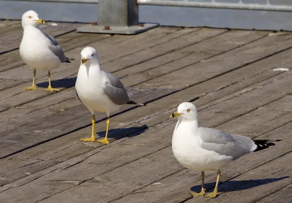 Three gulls in row — Stock Photo, Image