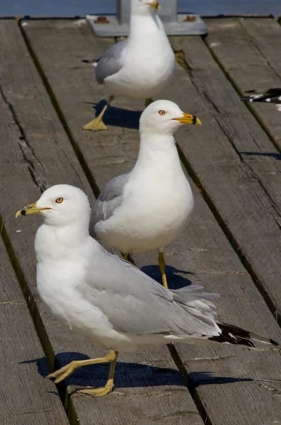 As gaivotas. É melhor fugir. — Fotografia de Stock
