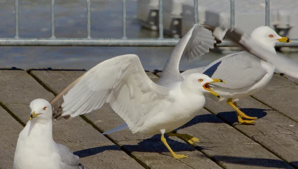 Der Möwenausdruck — Stockfoto