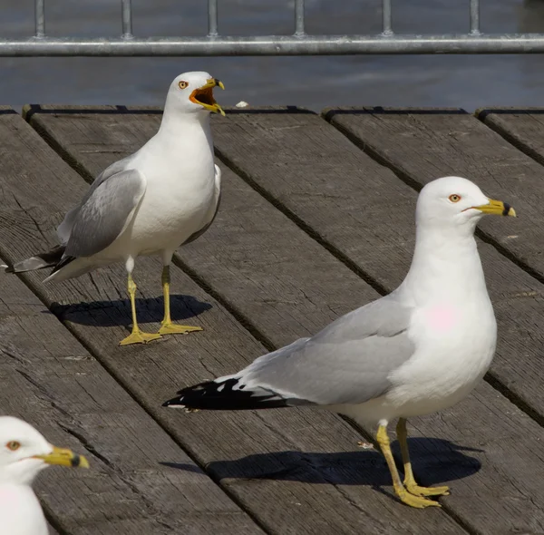 Urla arrabbiate — Foto Stock