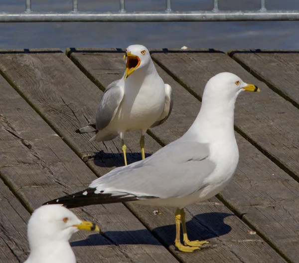 Skriet i själen — Stockfoto