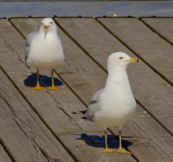 Duas gaivotas — Fotografia de Stock