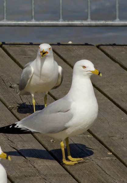 Någons tuffa syn — Stockfoto