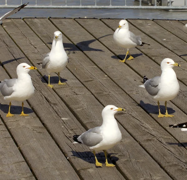 O círculo de cinco gaivotas — Fotografia de Stock