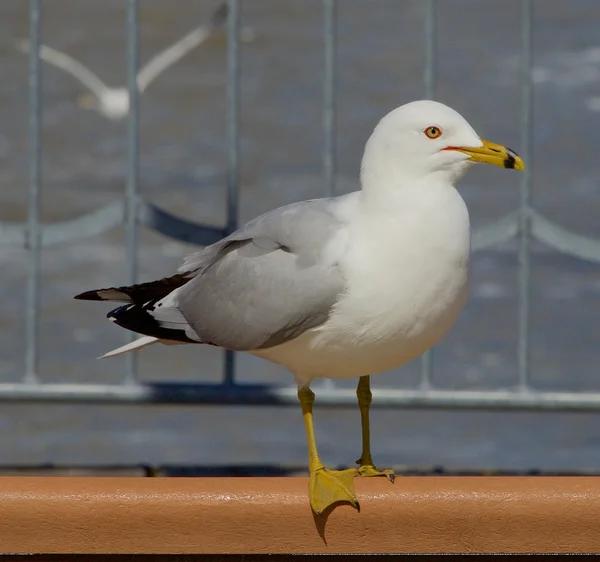 Serious gull — Stock Photo, Image