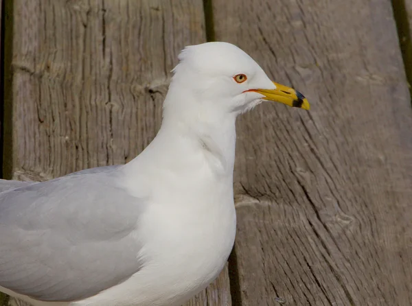 O retrato da gaivota de bico anelado — Fotografia de Stock