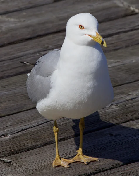 El primer plano de la gaviota — Foto de Stock