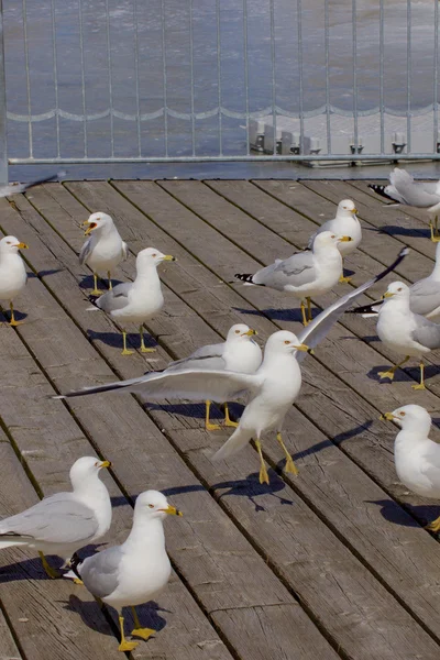 Den viktigaste personen — Stockfoto