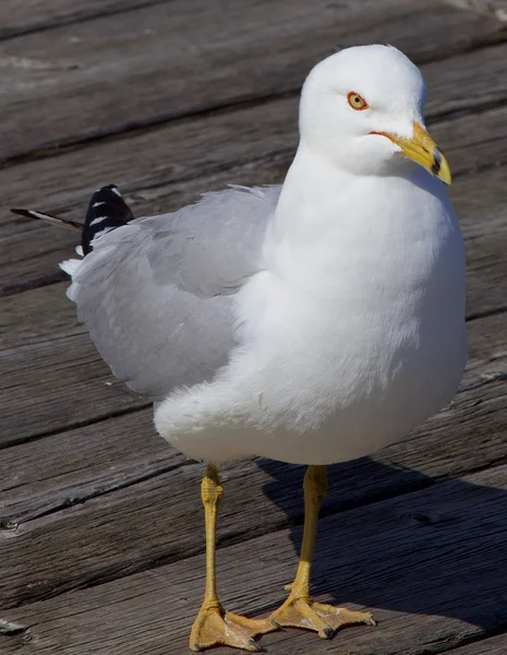 The gull — Stock Photo, Image