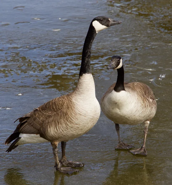 The young pair of geese — Stock Photo, Image