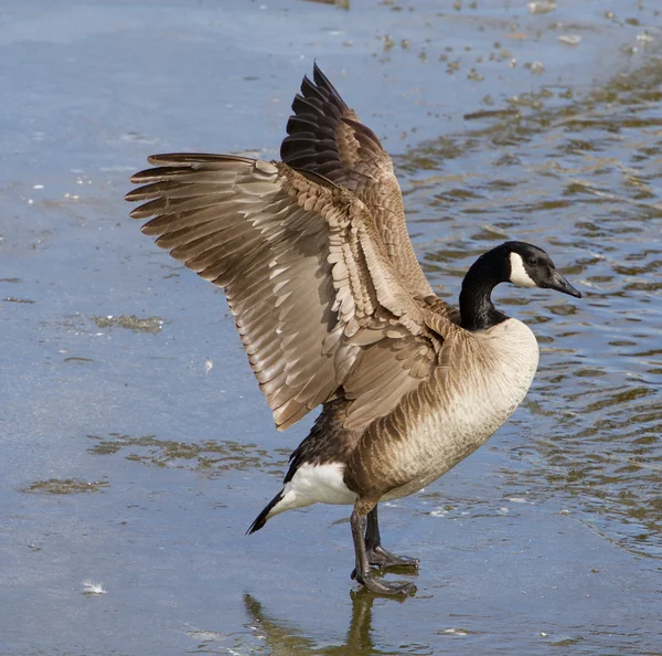 Sterke mooie gans — Stockfoto