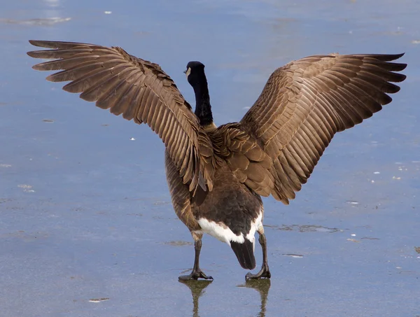 The wings — Stock Photo, Image