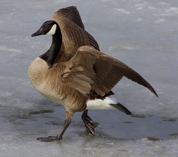 Noble goose — Stock Photo, Image