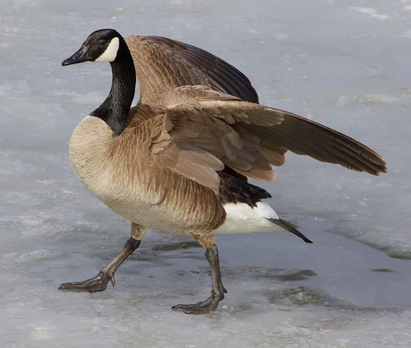 Cackling goose on the ice — Stock Photo, Image