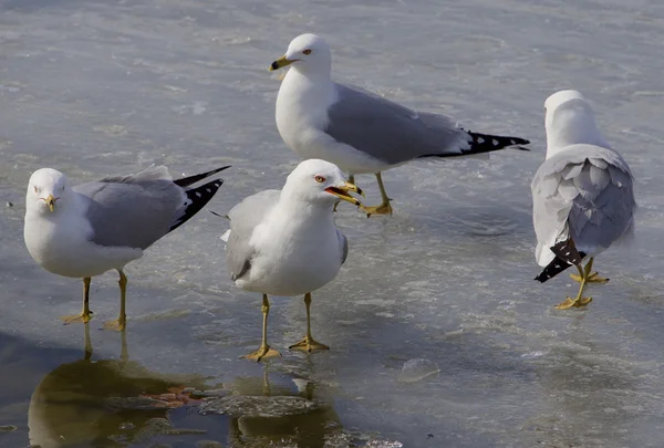 A gaivota séria está ensinando os colegas — Fotografia de Stock