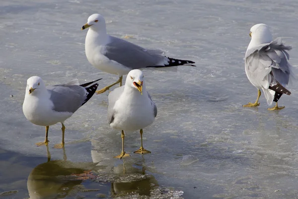 Gaviota trastornada — Foto de Stock