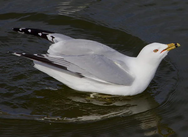 Die Möwe mit dem verrückten Anblick trinkt das Wasser — Stockfoto