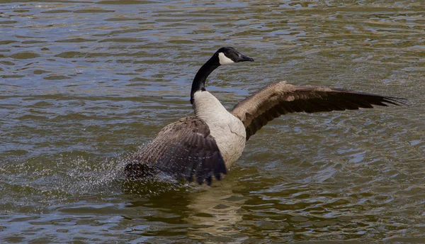 Stänk — Stockfoto