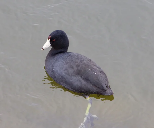 Le gros plan de la foulque américaine — Photo