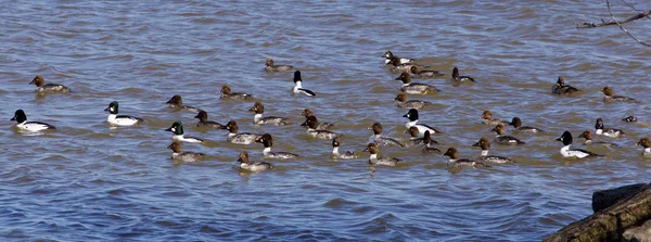 O enxame de patos — Fotografia de Stock