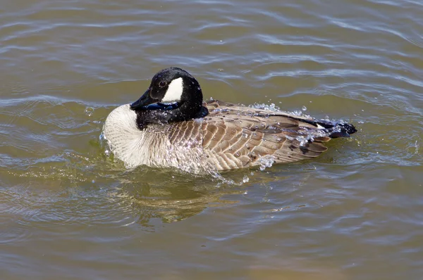 Gåsen tvätt i sjön — Stockfoto