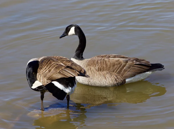 Two cackling geese — Stock Photo, Image