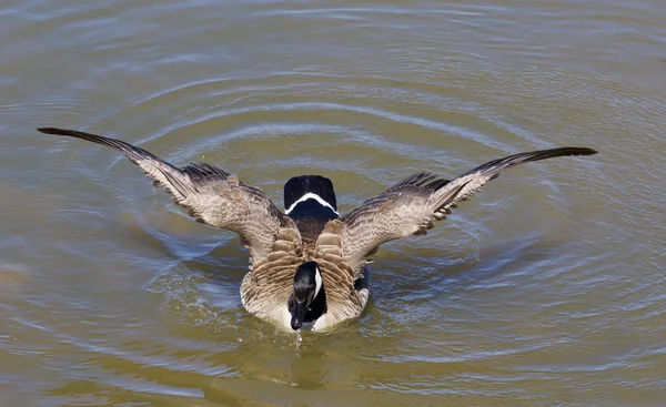 The powerful wings of a cackling goose — Stock Photo, Image