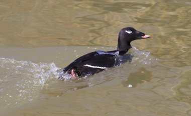 The white-winged scoter male clipart