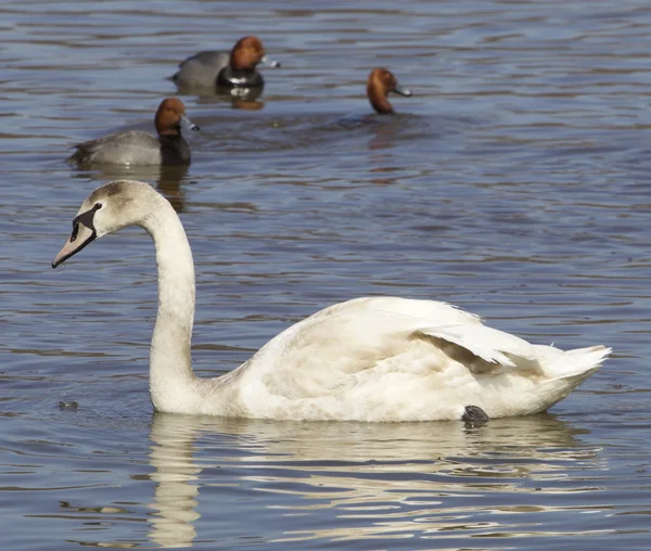 El joven cisne y los patos pelirrojos — Foto de Stock