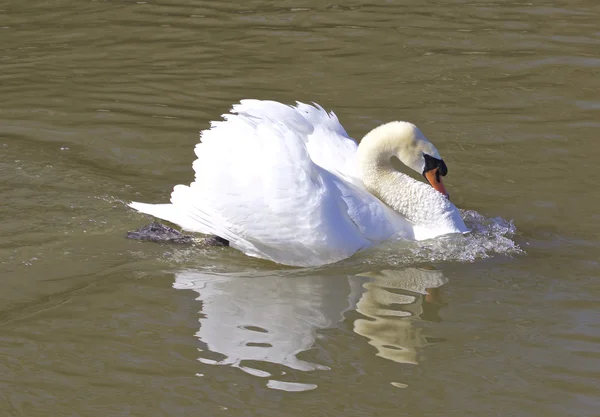 O cisne está pronto para a guerra. — Fotografia de Stock